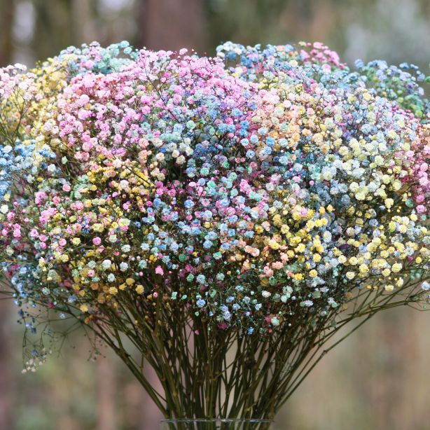 gypsophila xlence