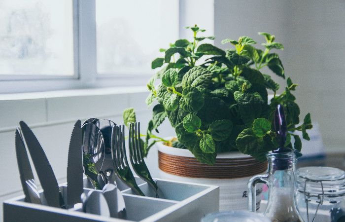 6 ważnych powodów dla których warto mieć żywe rośliny w domu