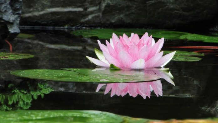 Kwiat Lotosu