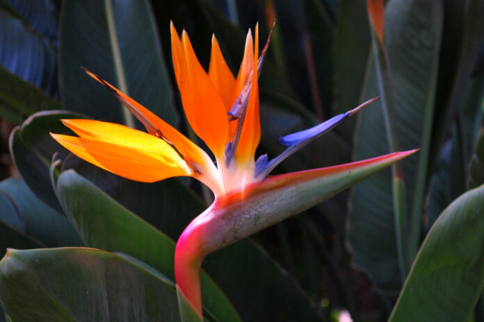 Strelicja, czyli „rajski ptak” w uprawie i kompozycjach kwiatowych